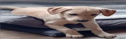 Labrador Retriever dogs for sale: Ready to go now Labrador pups for sale.  - Advert 2