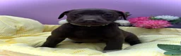 Labrador Retriever dogs for sale: Labrador puppies  - Advert 2