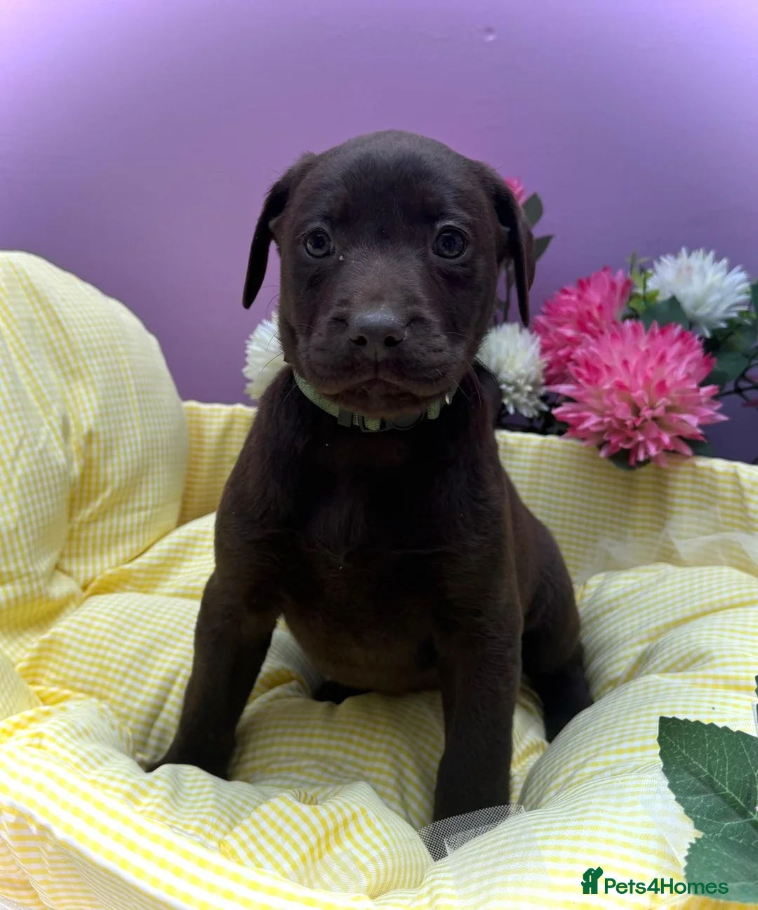 Labrador Retriever dogs for sale: Labrador puppies  - Advert 2
