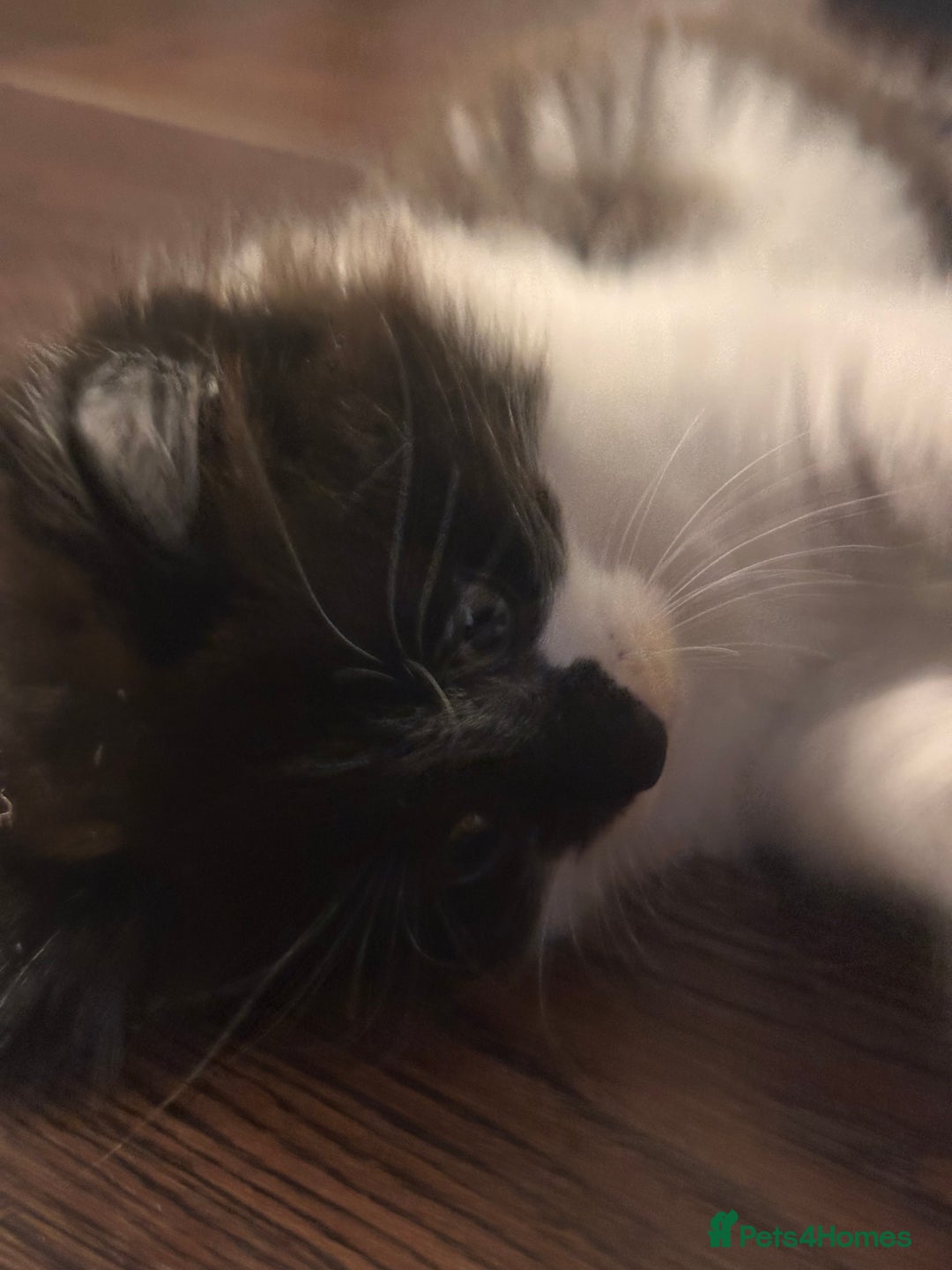 Mixed Breed cats for sale: Two Adorable Kittens Ready For New Home - Advert 14