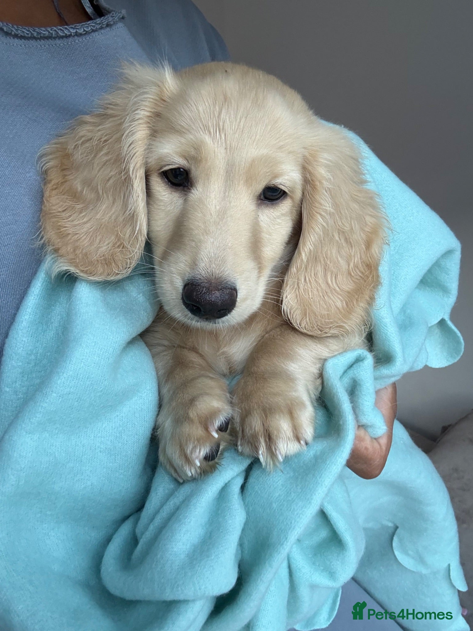 Miniature Dachshund dogs Kc Last boy! - Advert 2