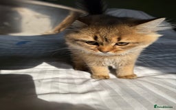 British Longhair cats for sale: Beautiful British Longhair Kittens  - Image 8