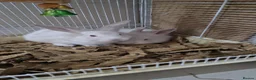 Mixed Breed rabbits for sale: Pair of Two Cute White Baby Rabbits for Sale - Advert 2