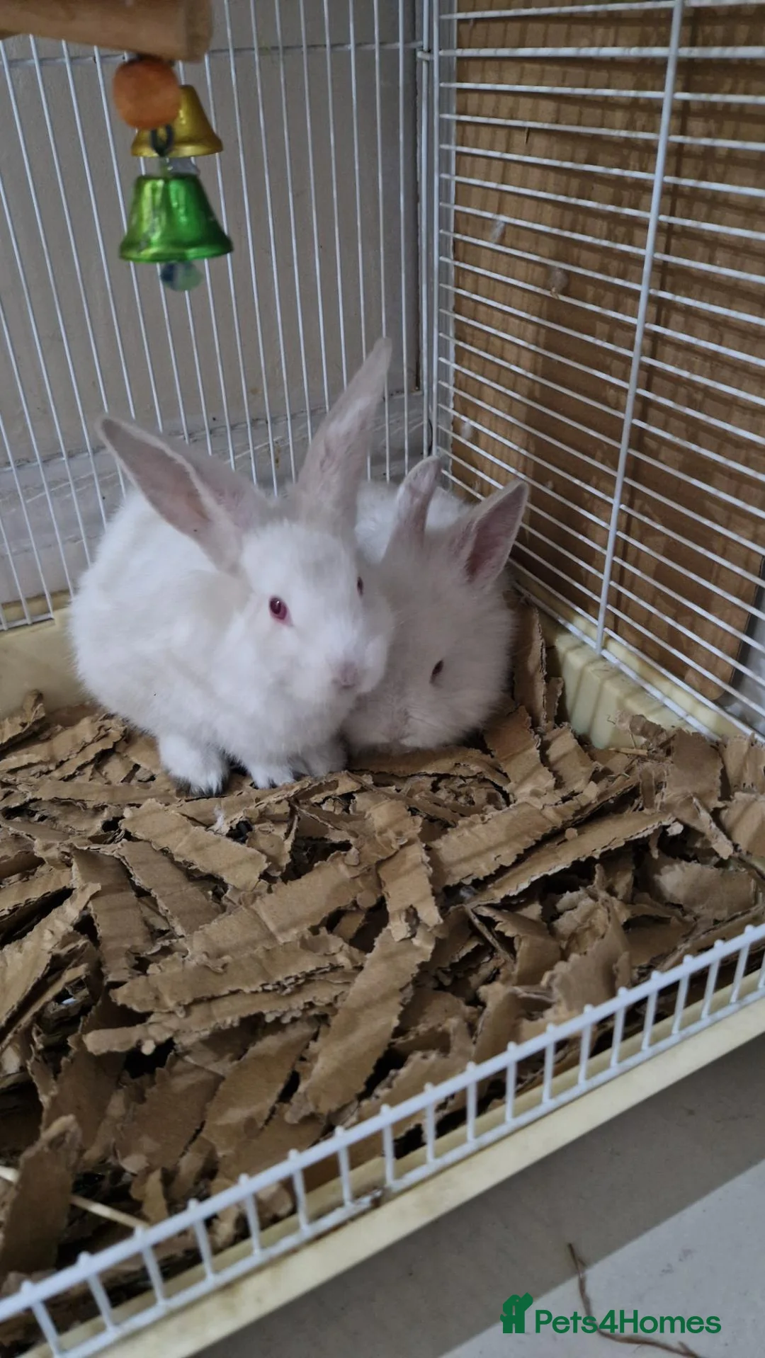 Mixed Breed rabbits for sale: Pair of Two Cute White Baby Rabbits for Sale - Advert 2