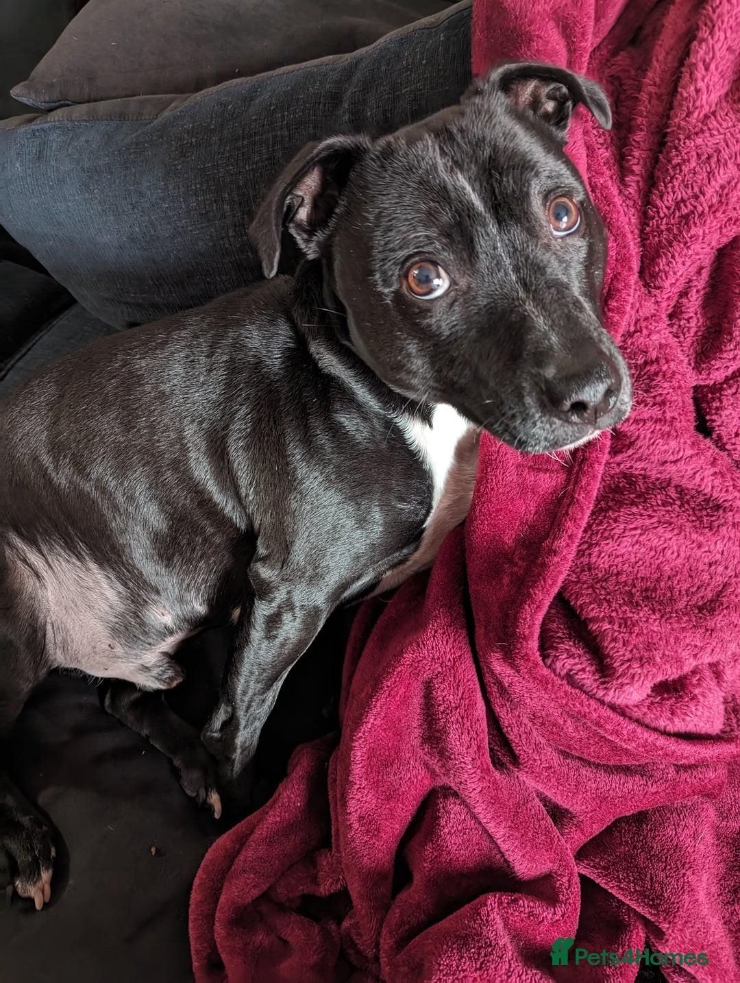 Mixed Breed dogs for sale: Dexter - Advert 3