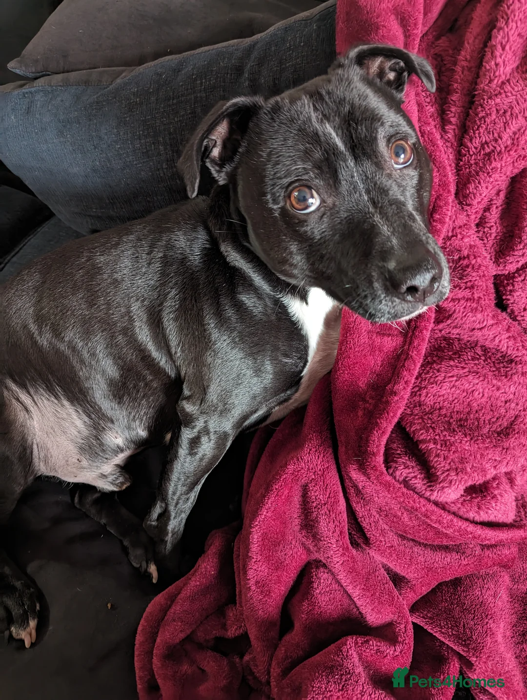 Mixed Breed dogs for sale: Dexter - Advert 3