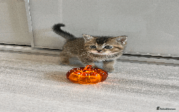 Scottish Fold cats for sale: TICA Pedigree Scottish Straight Boy🐾Rare colour🐾 - Image 5