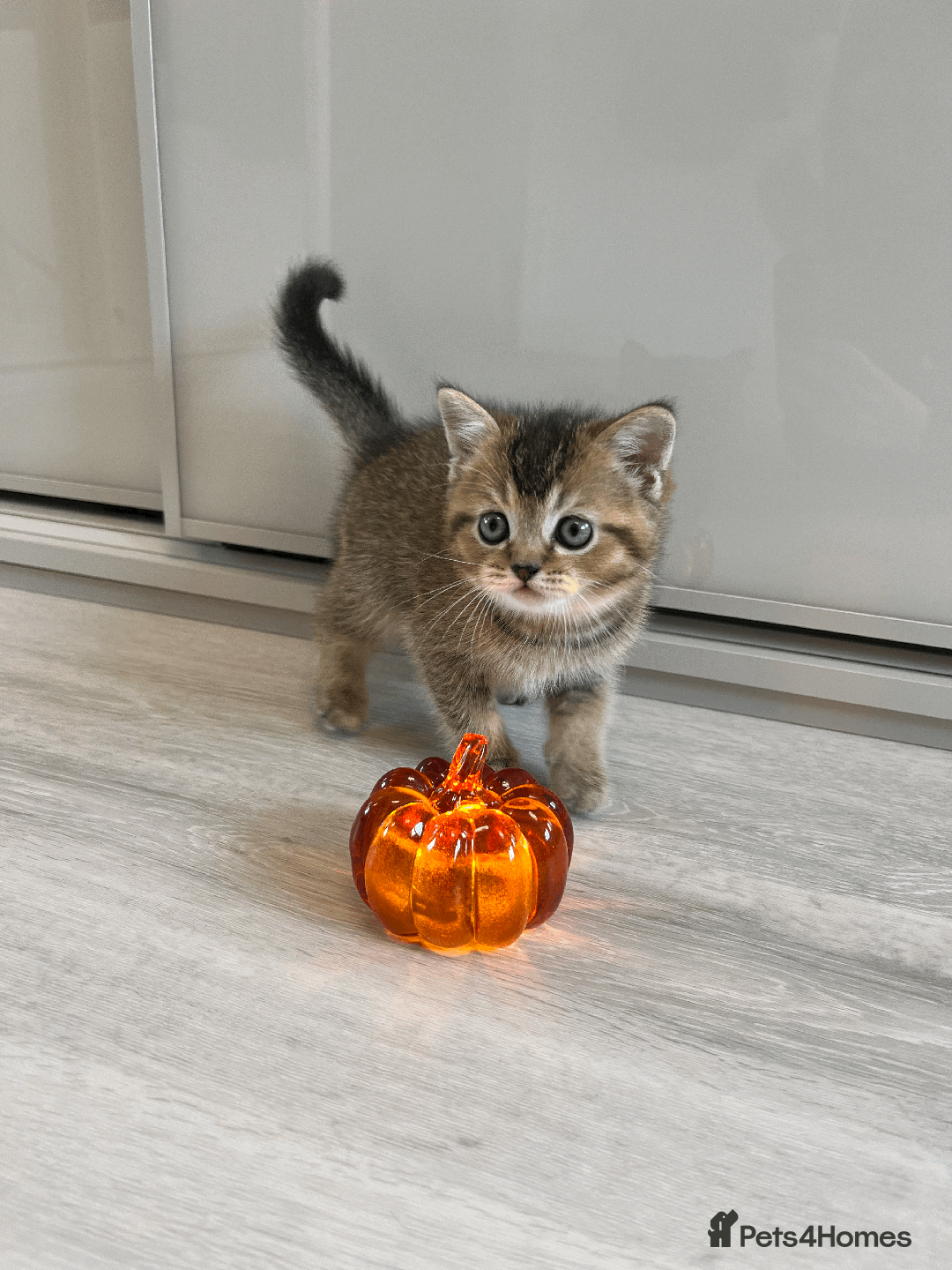 Scottish Fold cats for sale: TICA Pedigree Scottish Straight Boy🐾Rare colour🐾 - Image 5