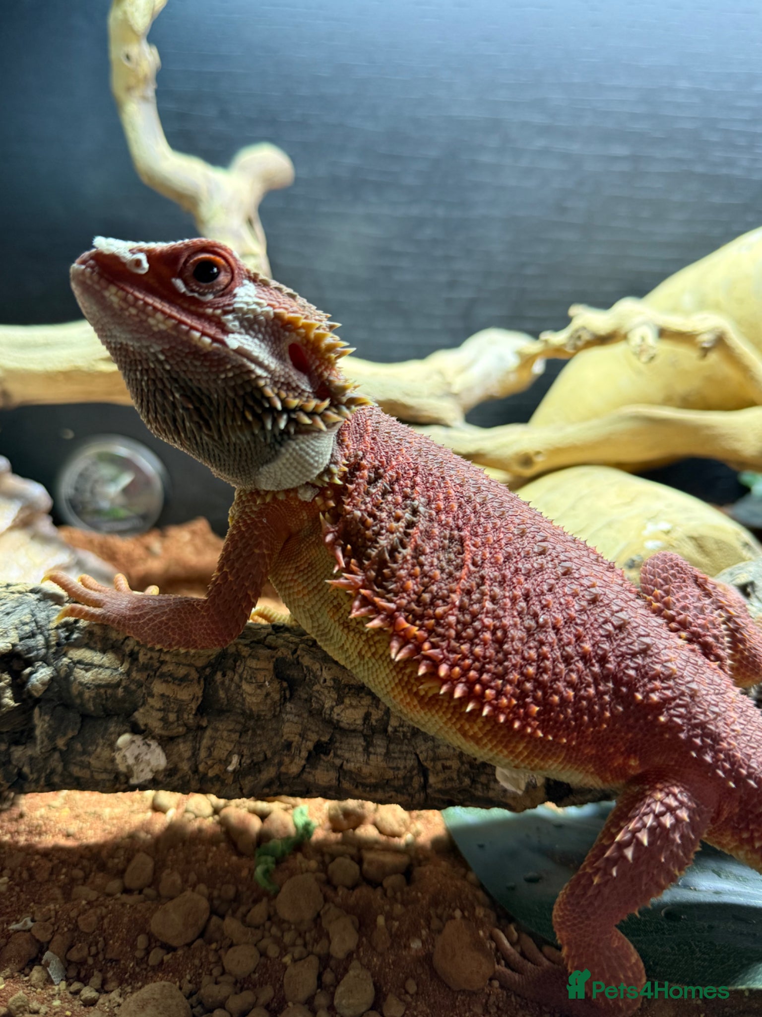 Bearded Dragon reptiles Red bearded dragon and set up - Advert 1