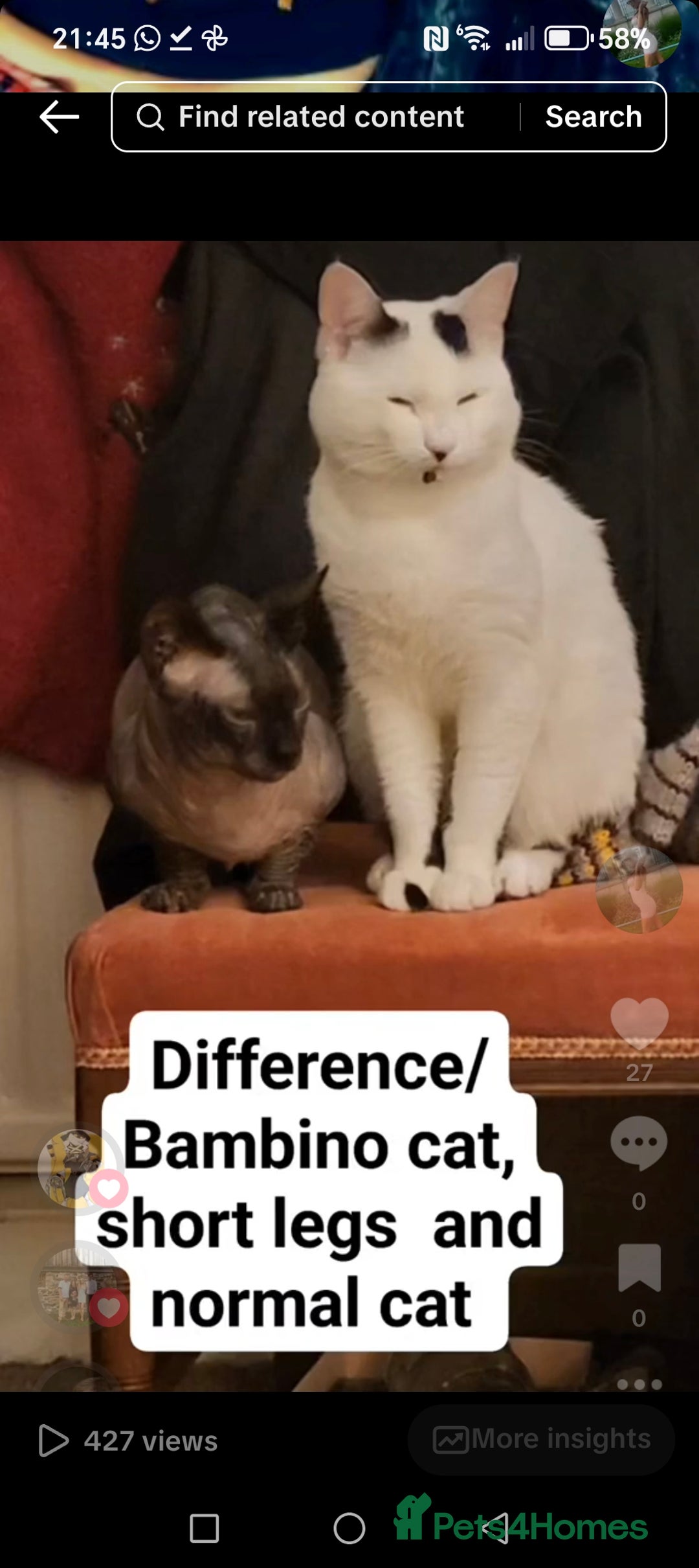 Sphynx cats for sale: Sphynx Bambino for sale with blue eyes  - Advert 4