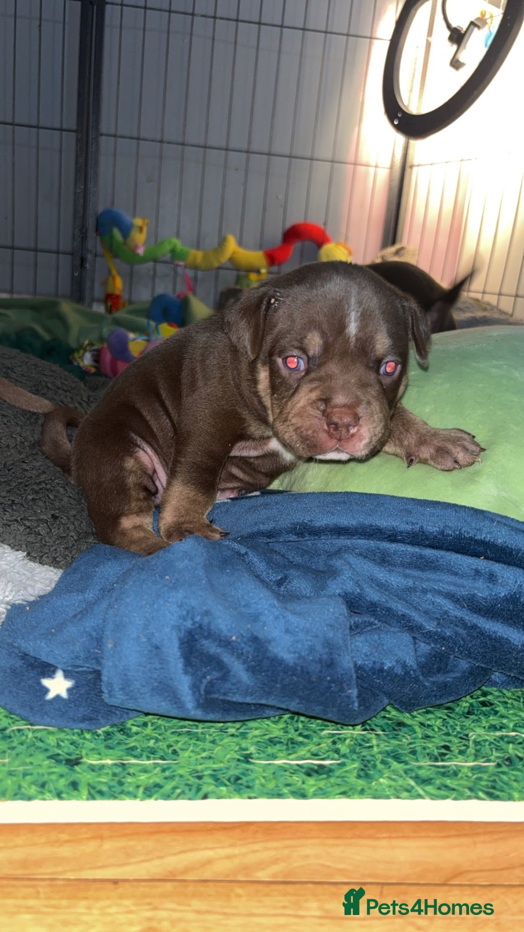 American Bully dogs American micro bully’s  - Advert 9