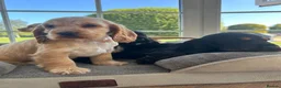 Cocker Spaniel dogs for sale: Quality DNA clear show cocker spaniels  - Advert 19