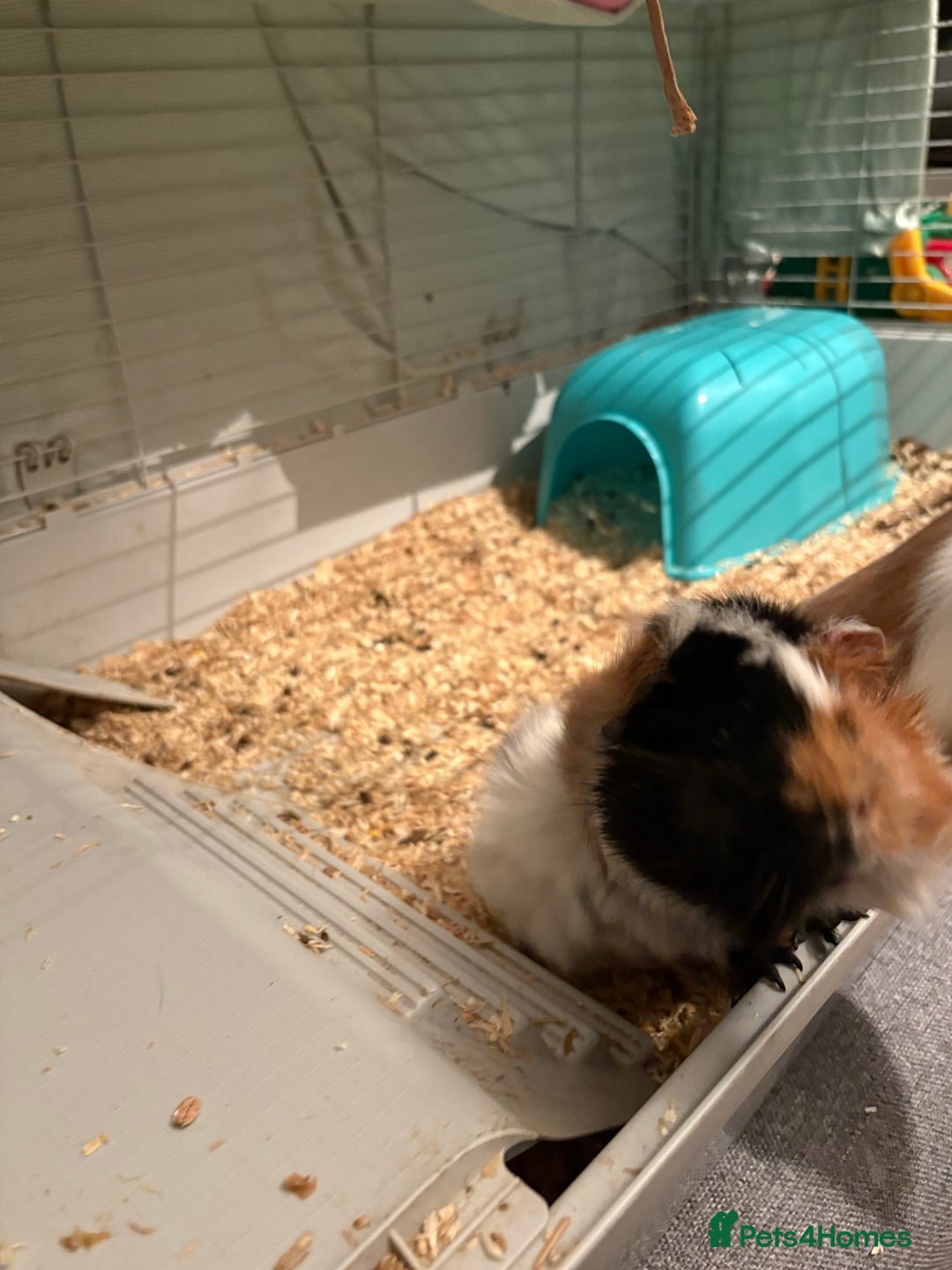 Guinea Pig rodents for sale: 2 male guinea pigs  - Advert 4