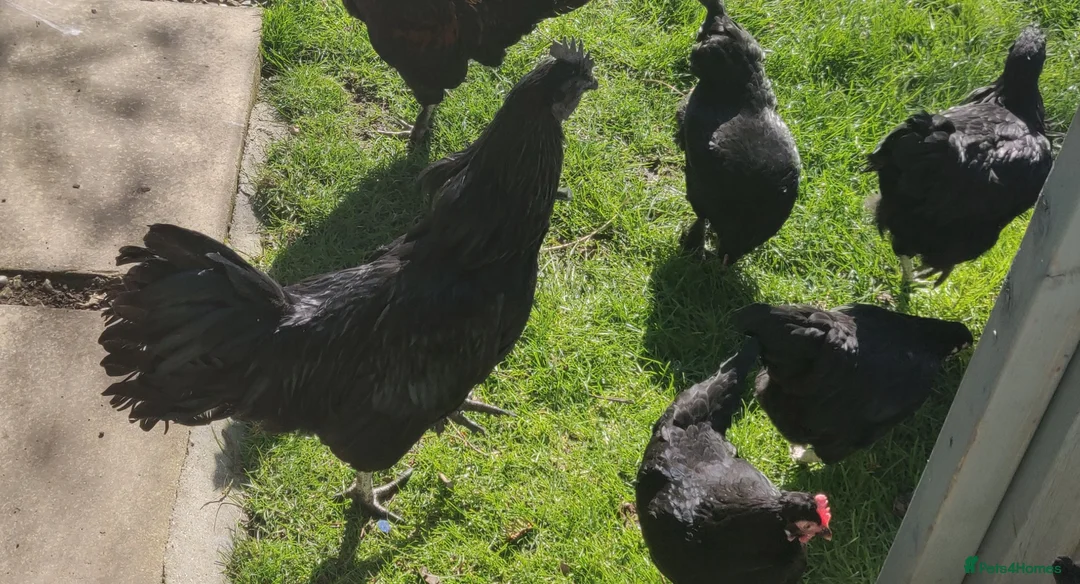 Mixed Breed livestock for sale: Fertile eggs for hatching in London  - Advert 2