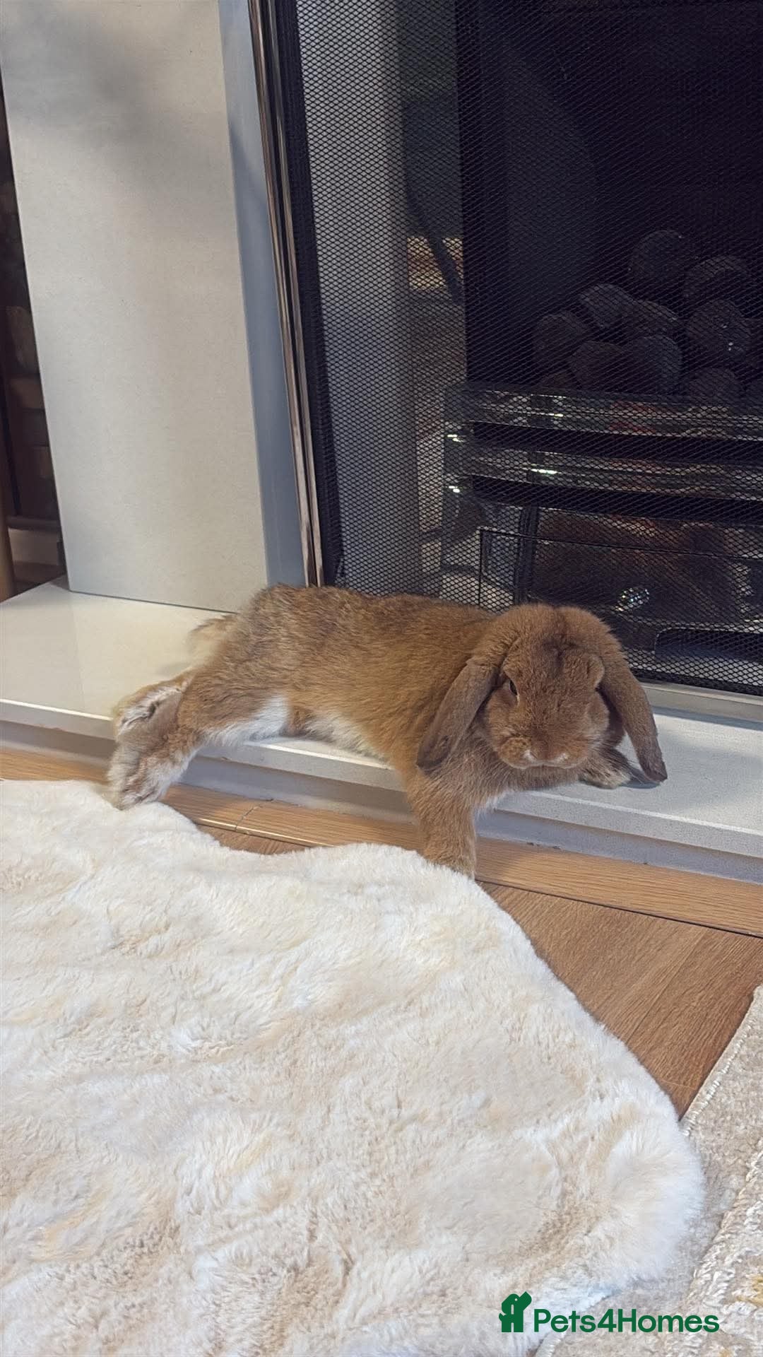 Mini Lop rabbits for sale: 🐰 Meet Benji –A 9-Month-Old Mini Lop Rabbit! ❤️ - Advert 1