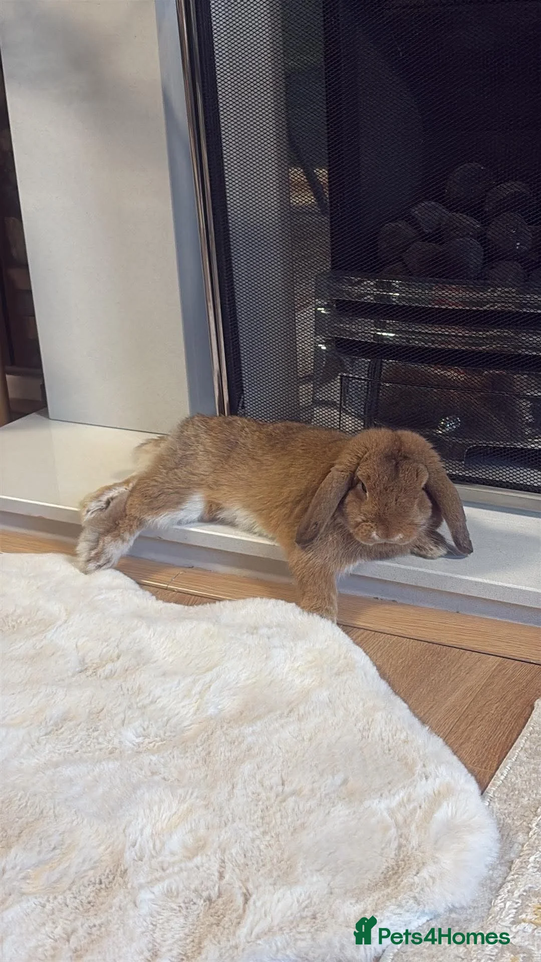 Mini Lop rabbits for sale: 🐰 Meet Benji –A 9-Month-Old Mini Lop Rabbit! ❤️ - Advert 1