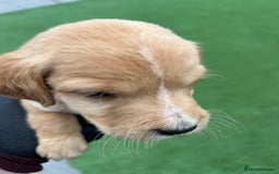 Mixed Breed dogs for sale: Here we have our last 3 pups of our litter  - Image 3