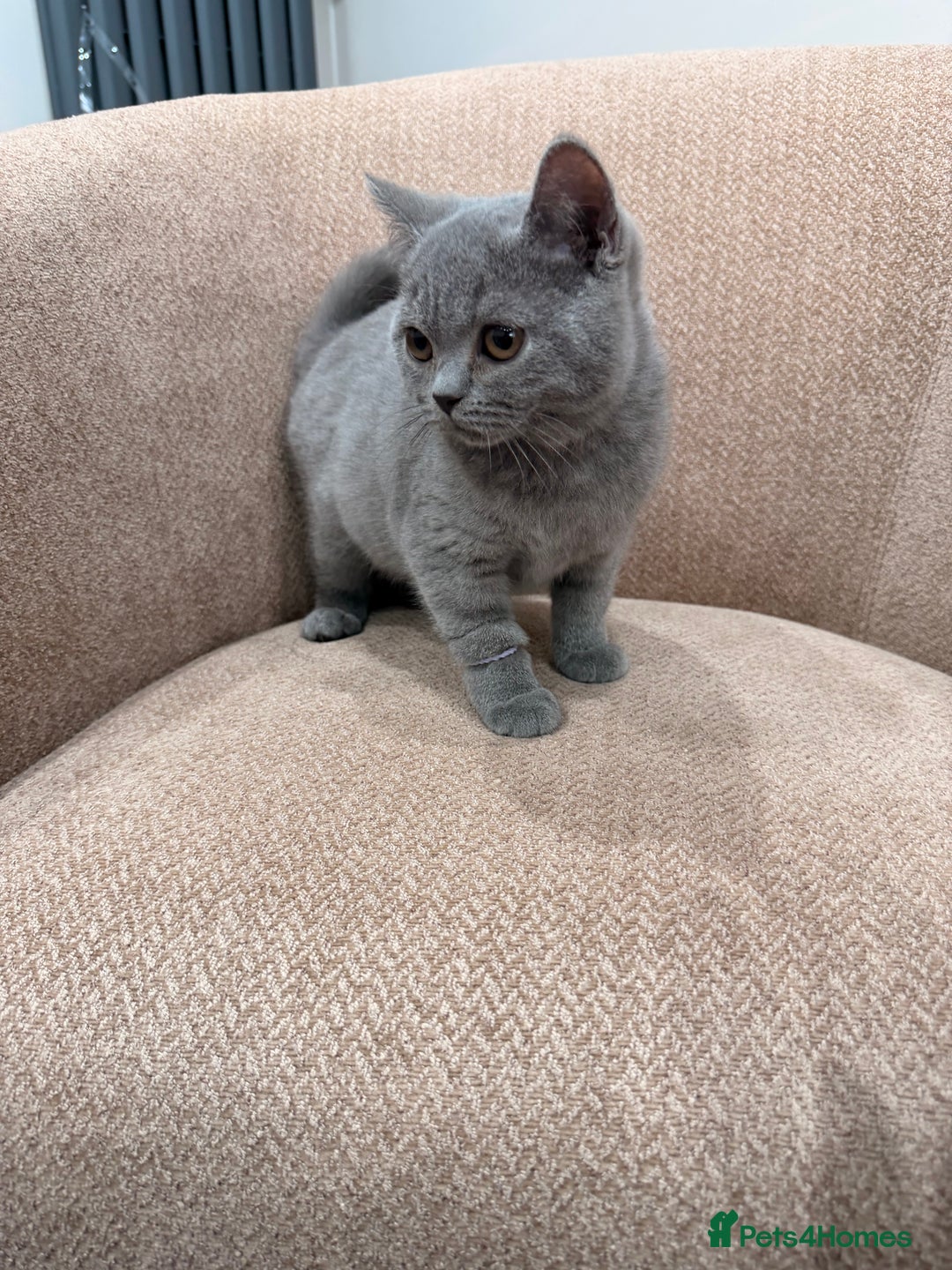 British Shorthair Kittens for sale in Pontefract, West Yorkshire