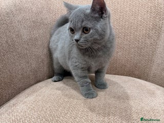 British Shorthair cats - Advert 21
