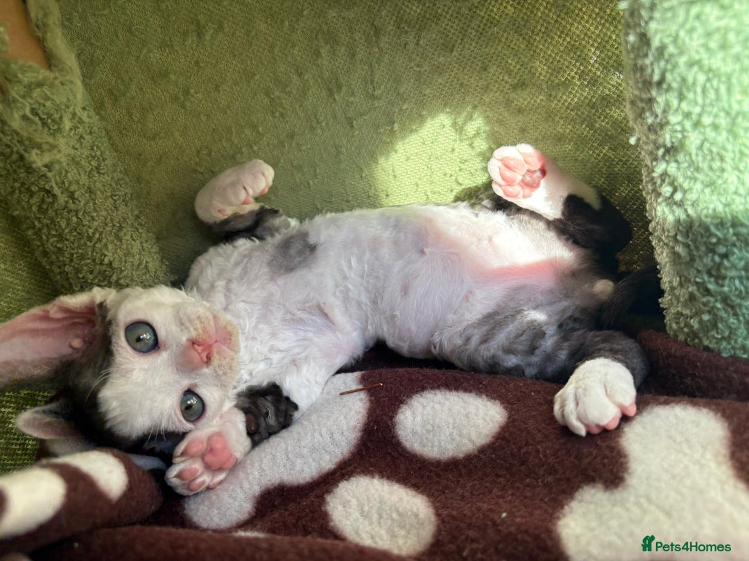 Devon Rex cats for sale: Two cuddlebugs- literally sticker cats available❤️ - Image 1