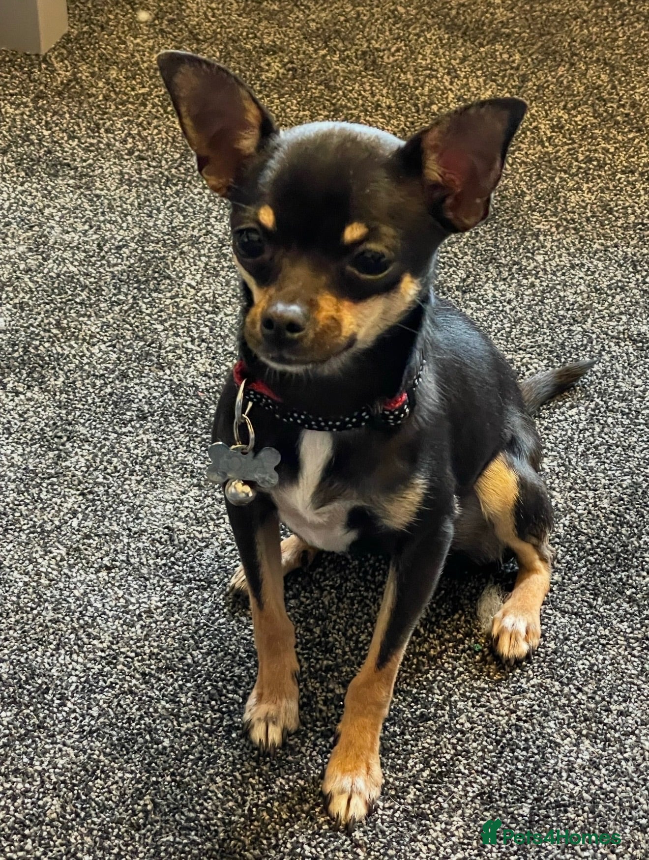 Chihuahua dogs Lola Needs a LOVING HOME ❤️ - Advert 1