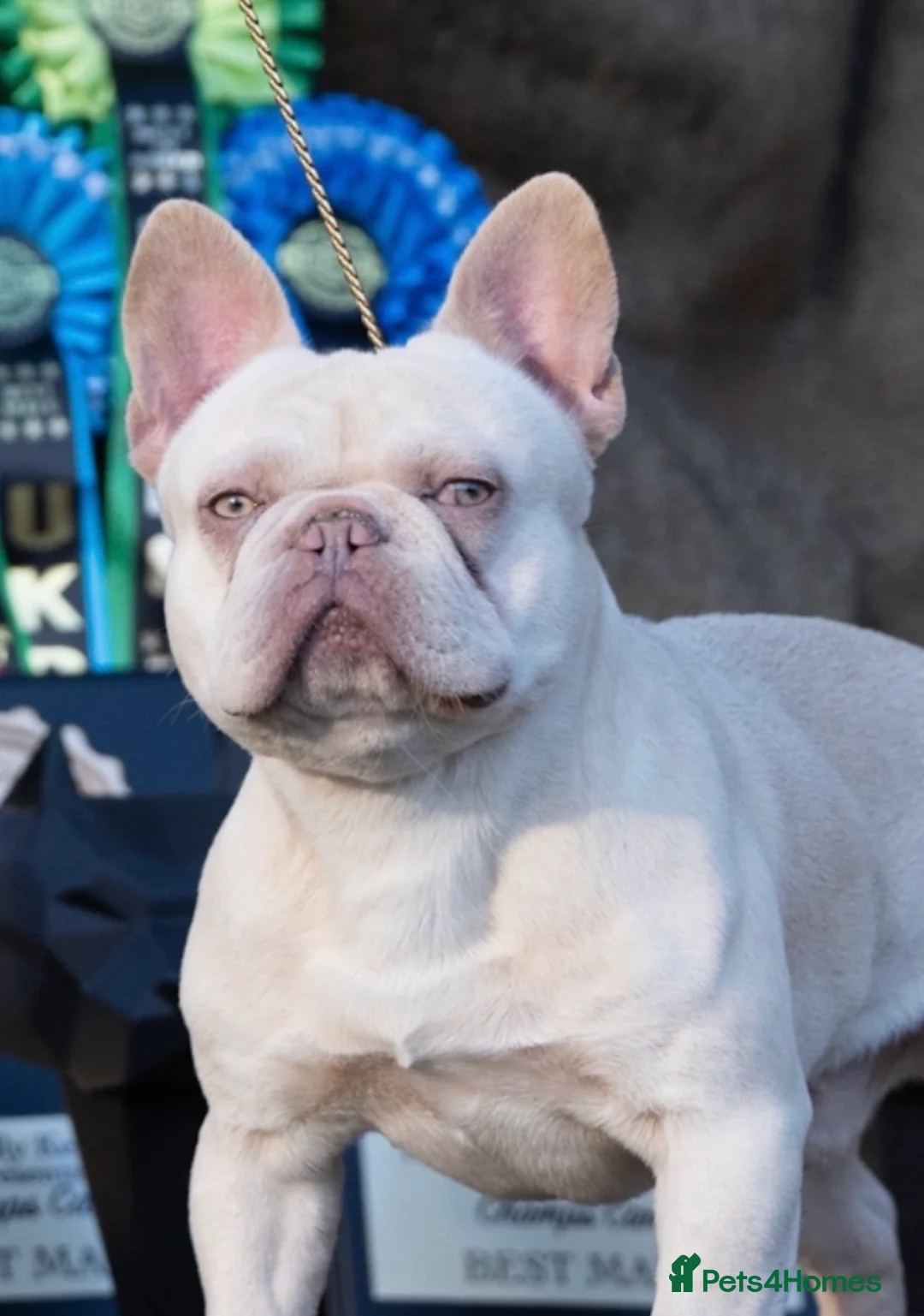 French Bulldog dogs for stud: Frenchie stud champion Flava  in Kings Langley - Advert 3
