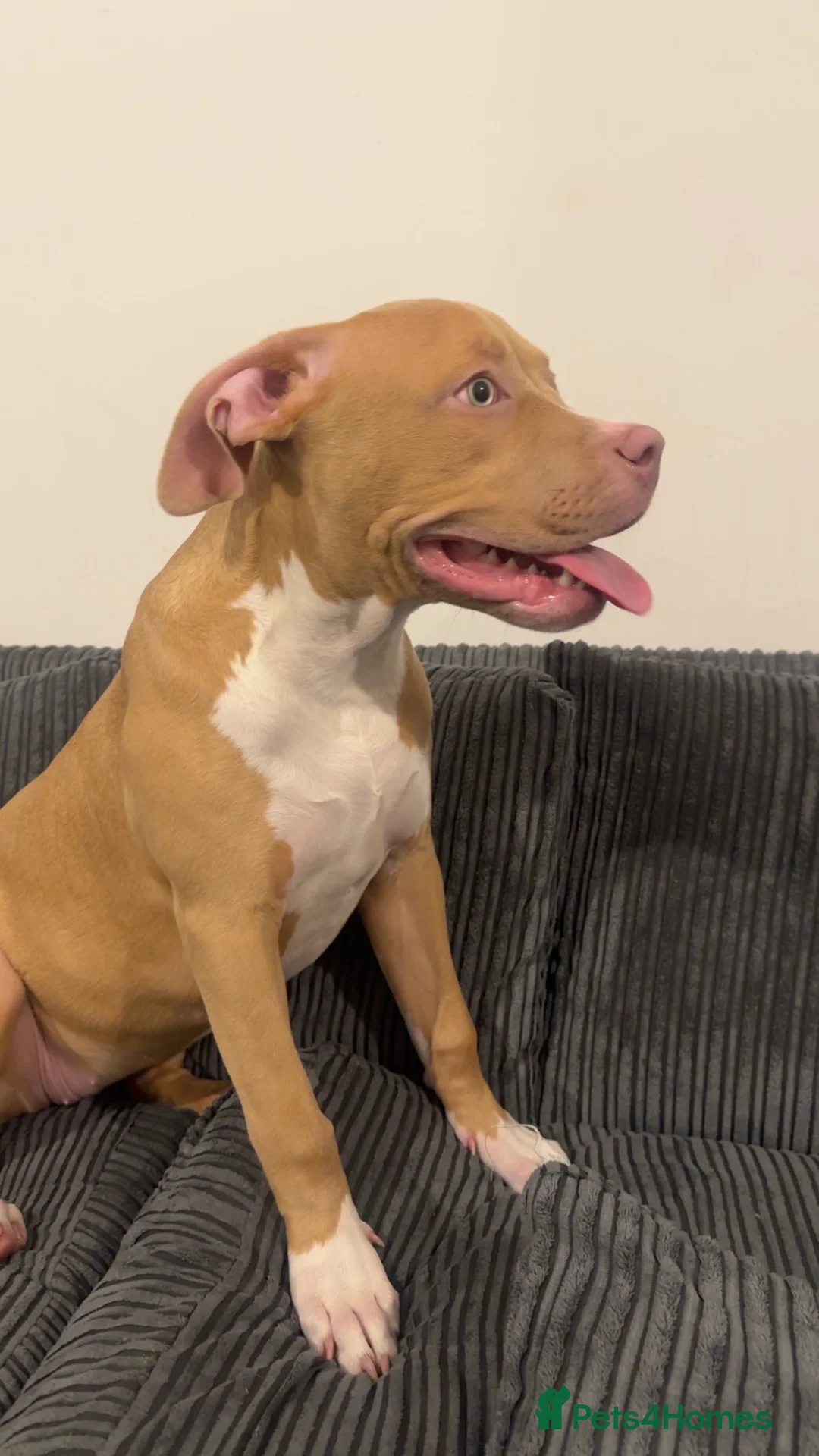 American Bull Staffy dogs for sale: Here I have a female Stafford terrier - Advert 4