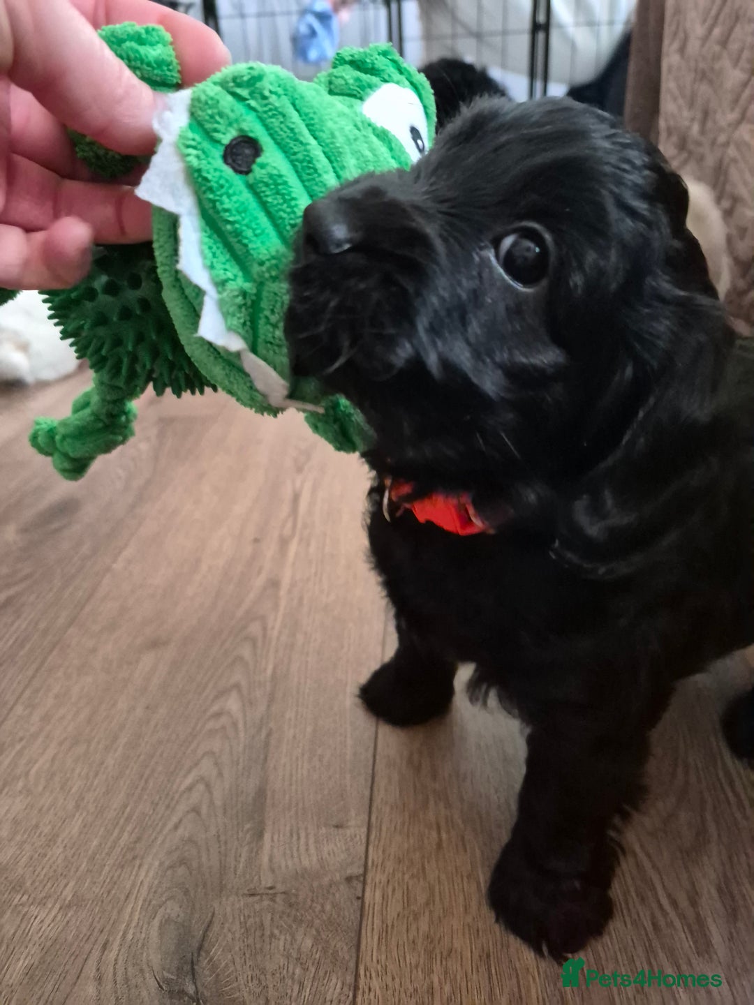 Mixed Breed dogs for sale: Last girl left. Ready to leave now 🥰 - Advert 10