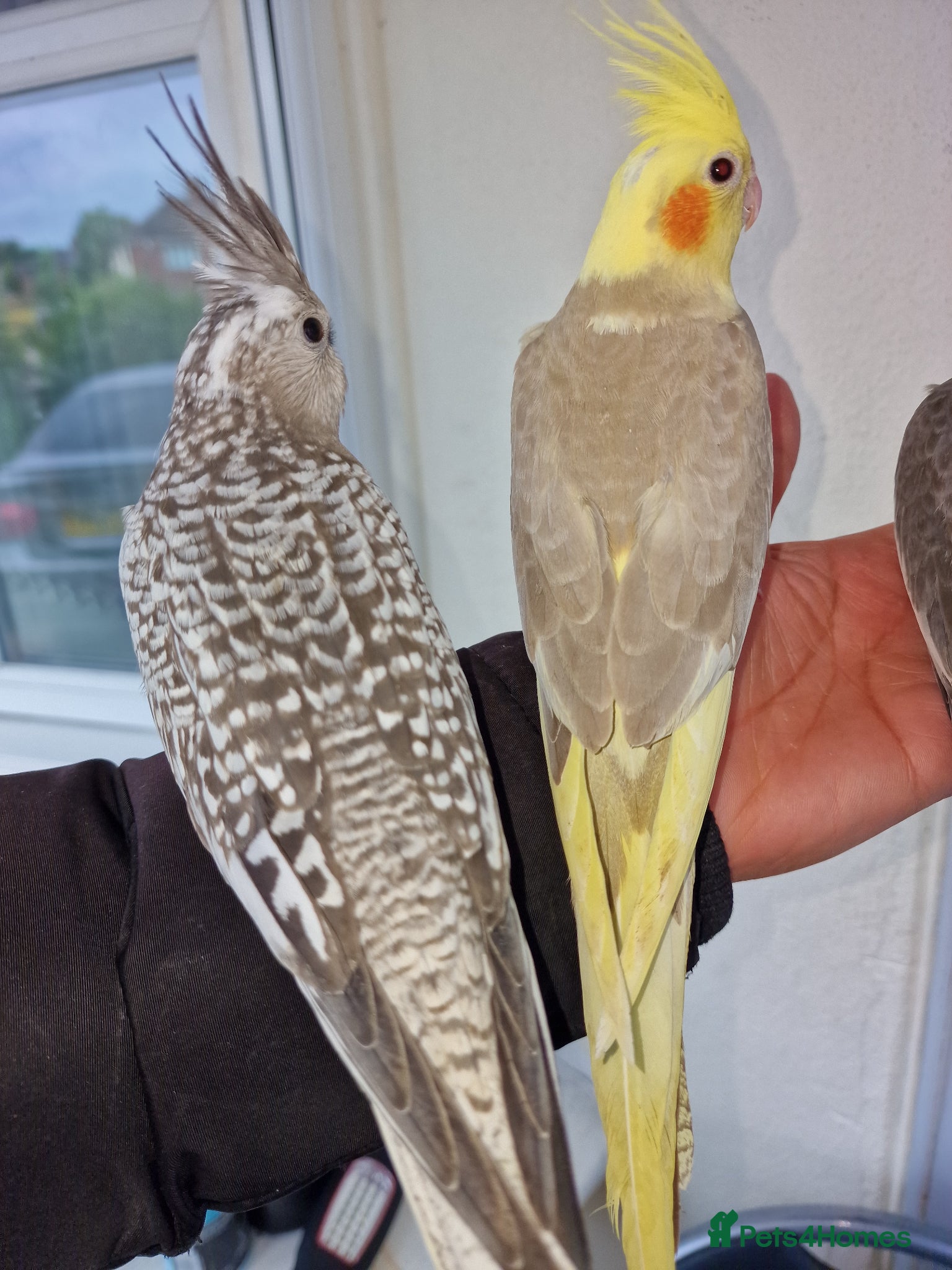 Cockatiels birds Super hand tamed baby cockatiels  - Advert 6
