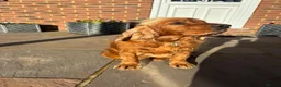 Cocker Spaniel dogs for sale: Kc reg health tested show cocker spaniels  - Advert 13