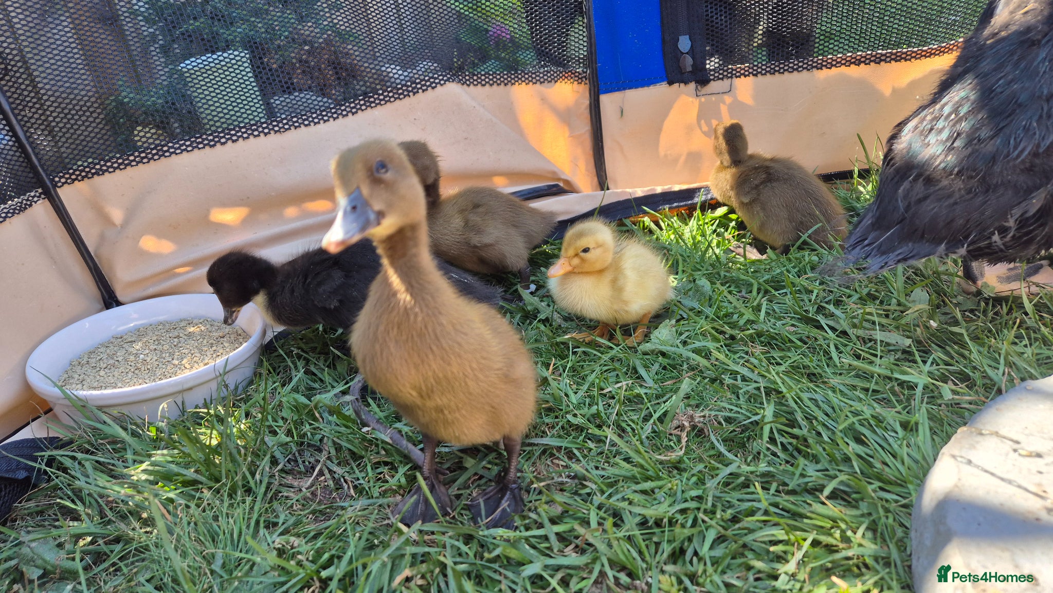 Ducks poultry 3 ducklings available  - Advert 16