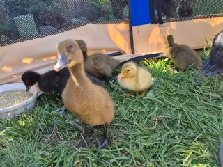 Ducks poultry 3 ducklings available - Advert 8