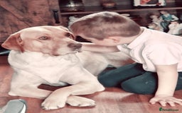 Labrador Retriever dogs for sale: Labrador retriever puppies - Image 4