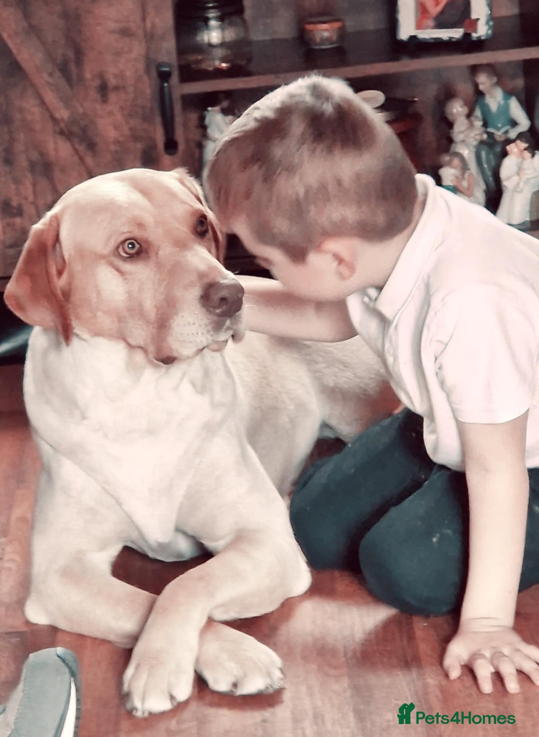 Labrador Retriever dogs for sale: Labrador retriever puppies - Image 4