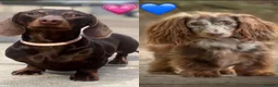 Miniature Dachshund dogs for stud: Chocolate and tan miniature dachshund - Advert 4