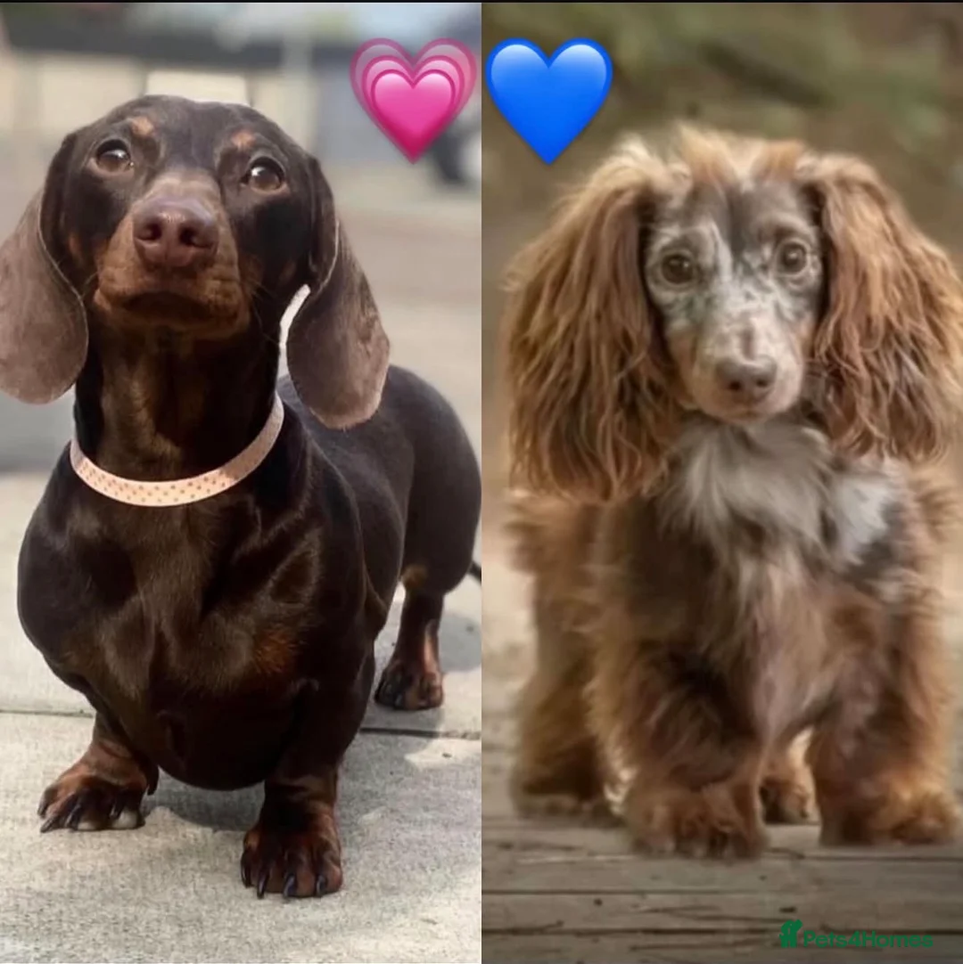 Miniature Dachshund dogs for stud: Chocolate and tan miniature dachshund - Advert 4