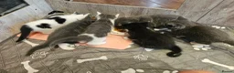 Ragdoll cats for sale: Beautiful Home-Reared Ragdoll Cross Kittens - Advert 6