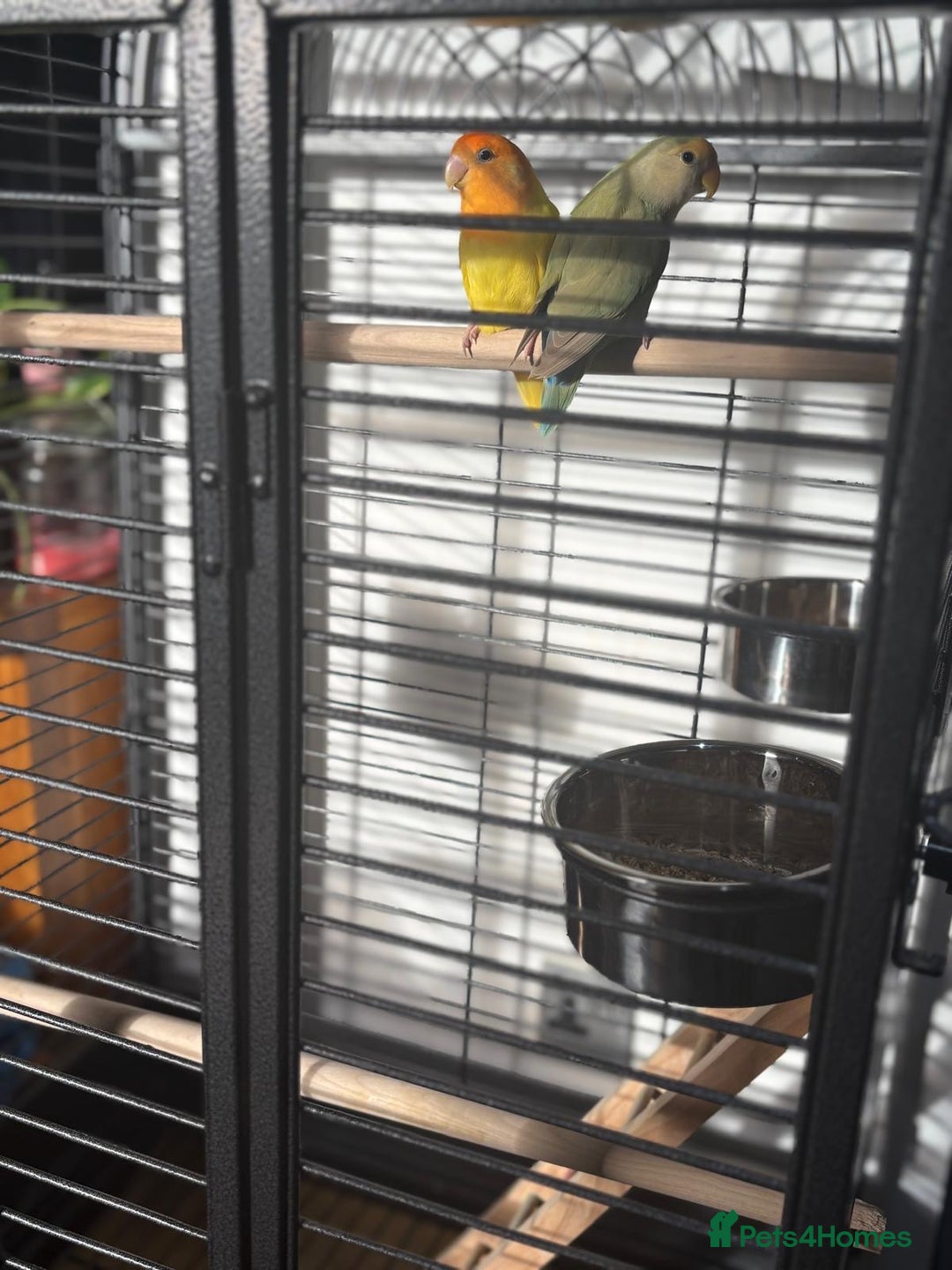 Lovebirds birds for sale: Love birds - Advert 3