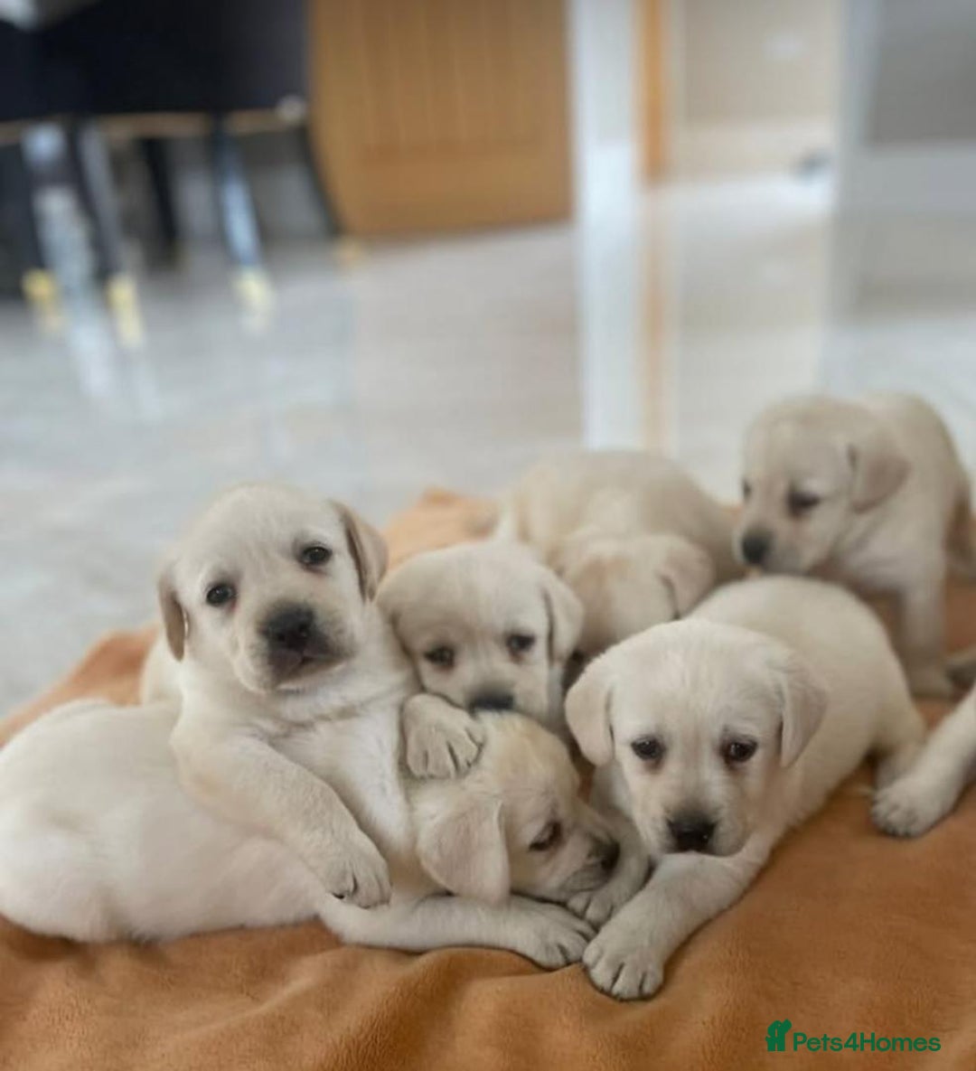 Labrador Retriever dogs for sale: Adorable Labradoodle Puppies for Sale. - Image 3