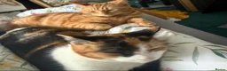 Mixed Breed cats for sale: Ginger male, black white and ginger female - Advert 4