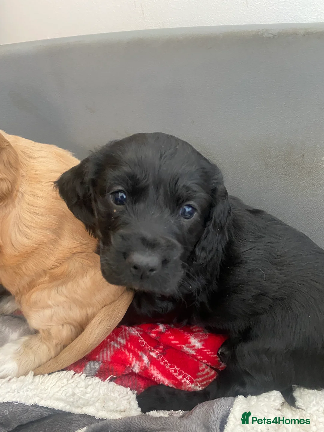 Cockapoo dogs for sale: Cockerpoo Puppies in Exmouth - Advert 2