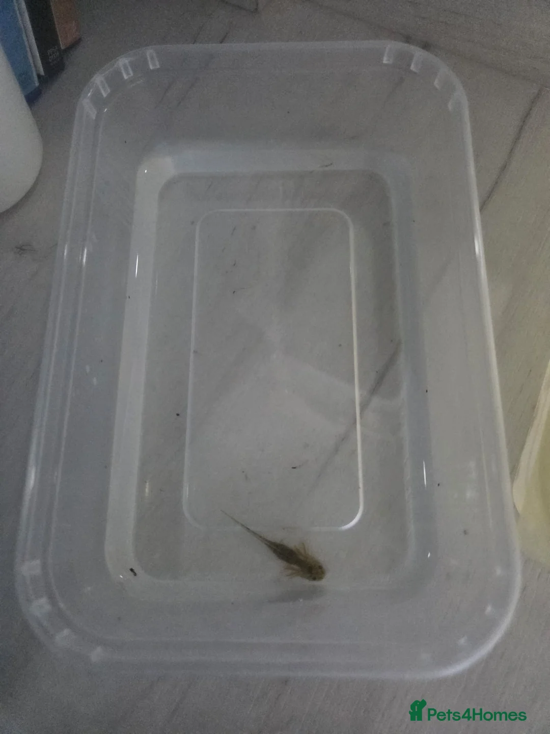 Axolotl reptiles for sale: Various axolotls - Advert 4