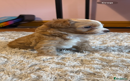Maltipoo dogs for sale: Real life teddy bear f1 Maltipoos ❤️💥 - Image 31