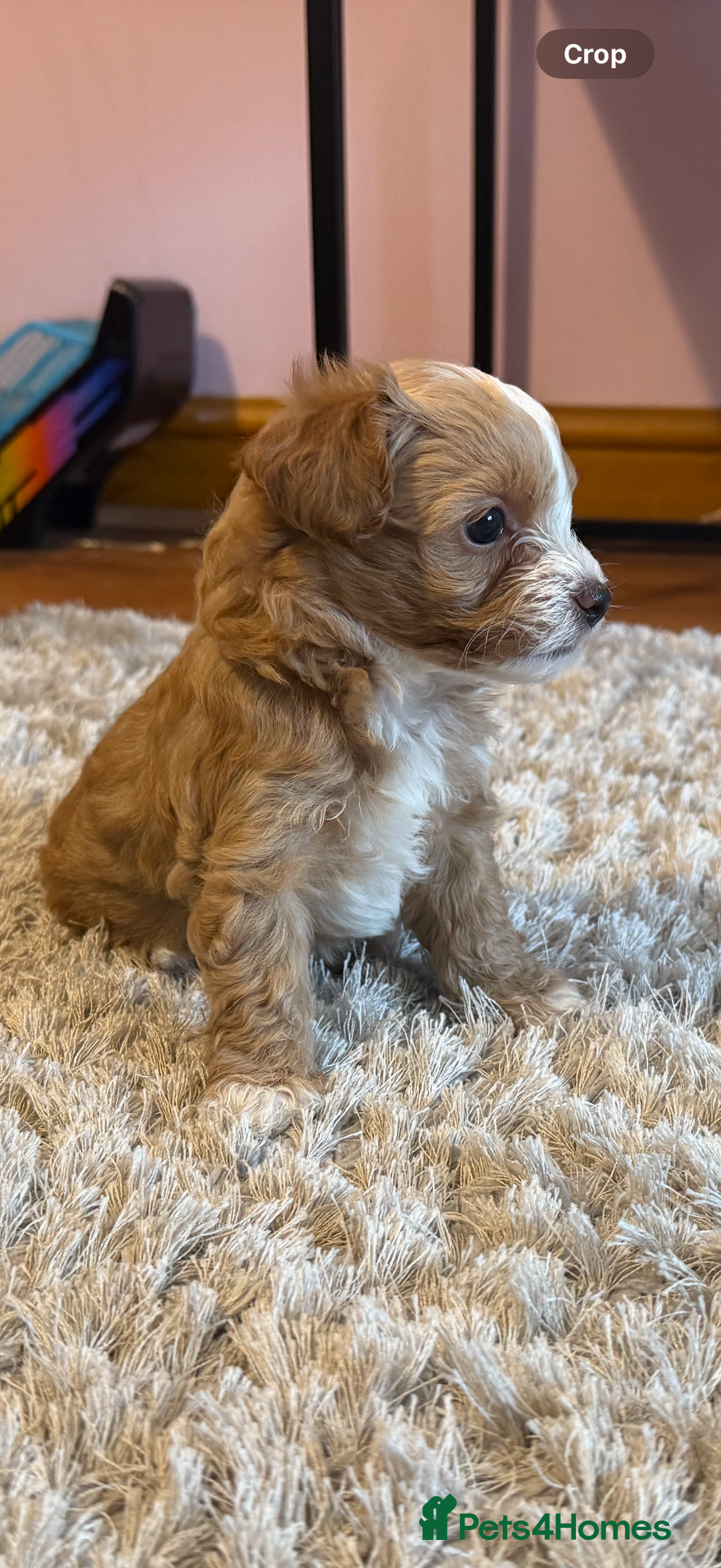 Maltipoo dogs for sale: Real life teddy bear f1 Maltipoos ❤️💥 - Image 31