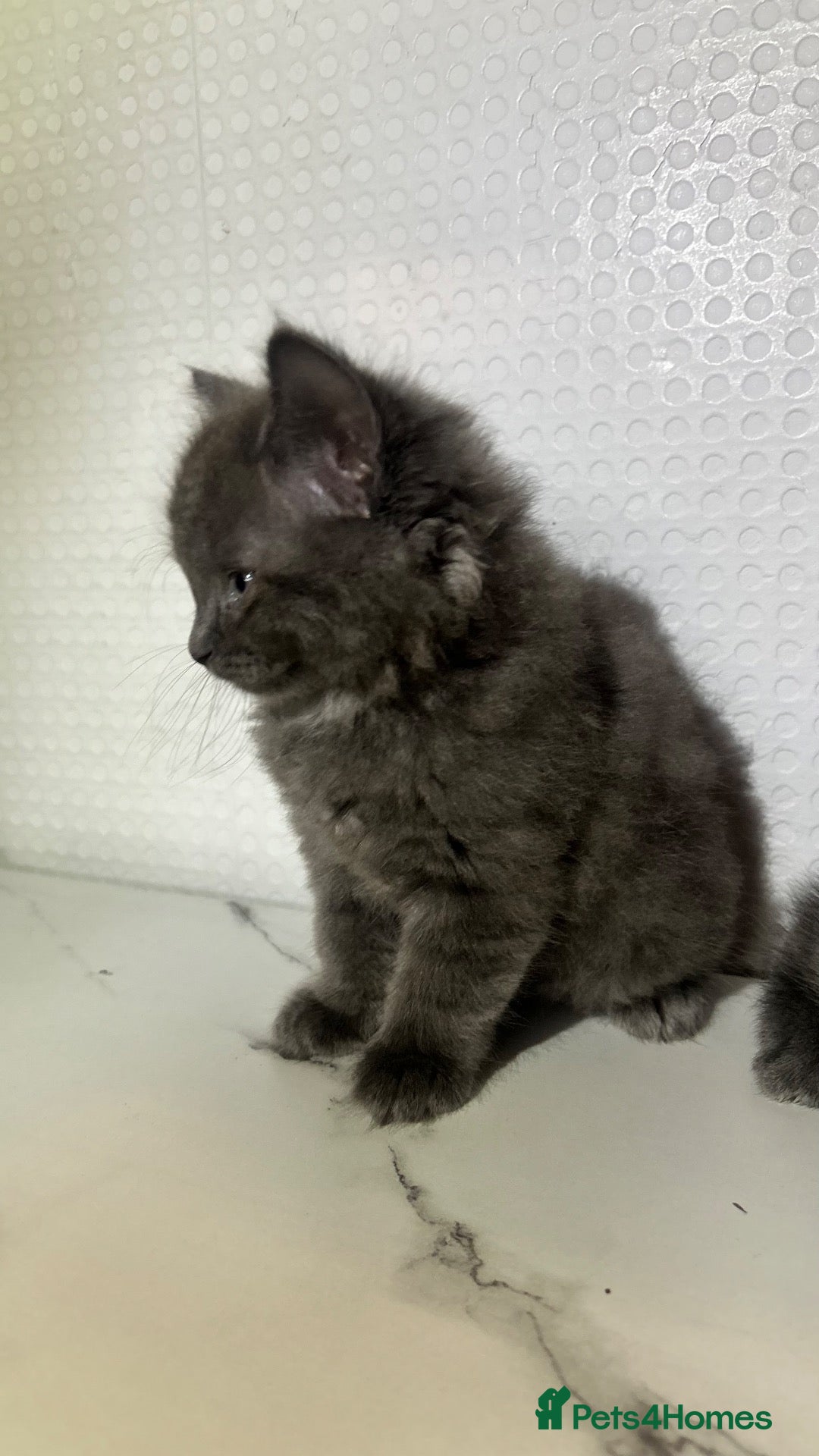 British Shorthair cats BSH KITTENS READY TO LEAVE 💓💙 - Advert 11