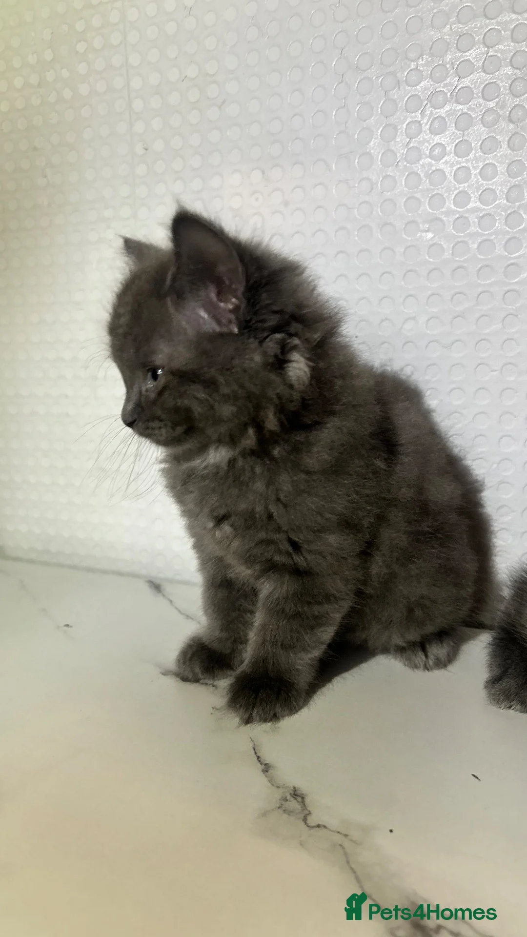British Shorthair cats for sale: BSH KITTENS READY TO LEAVE 💓💙 - Advert 7