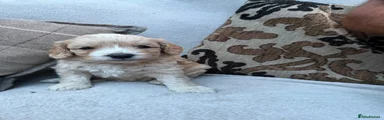 Cockapoo 3