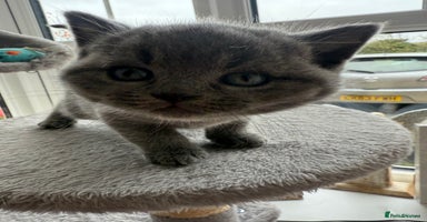 British Shorthair cats - Advert 13