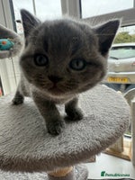 British Shorthair cats - Advert 9