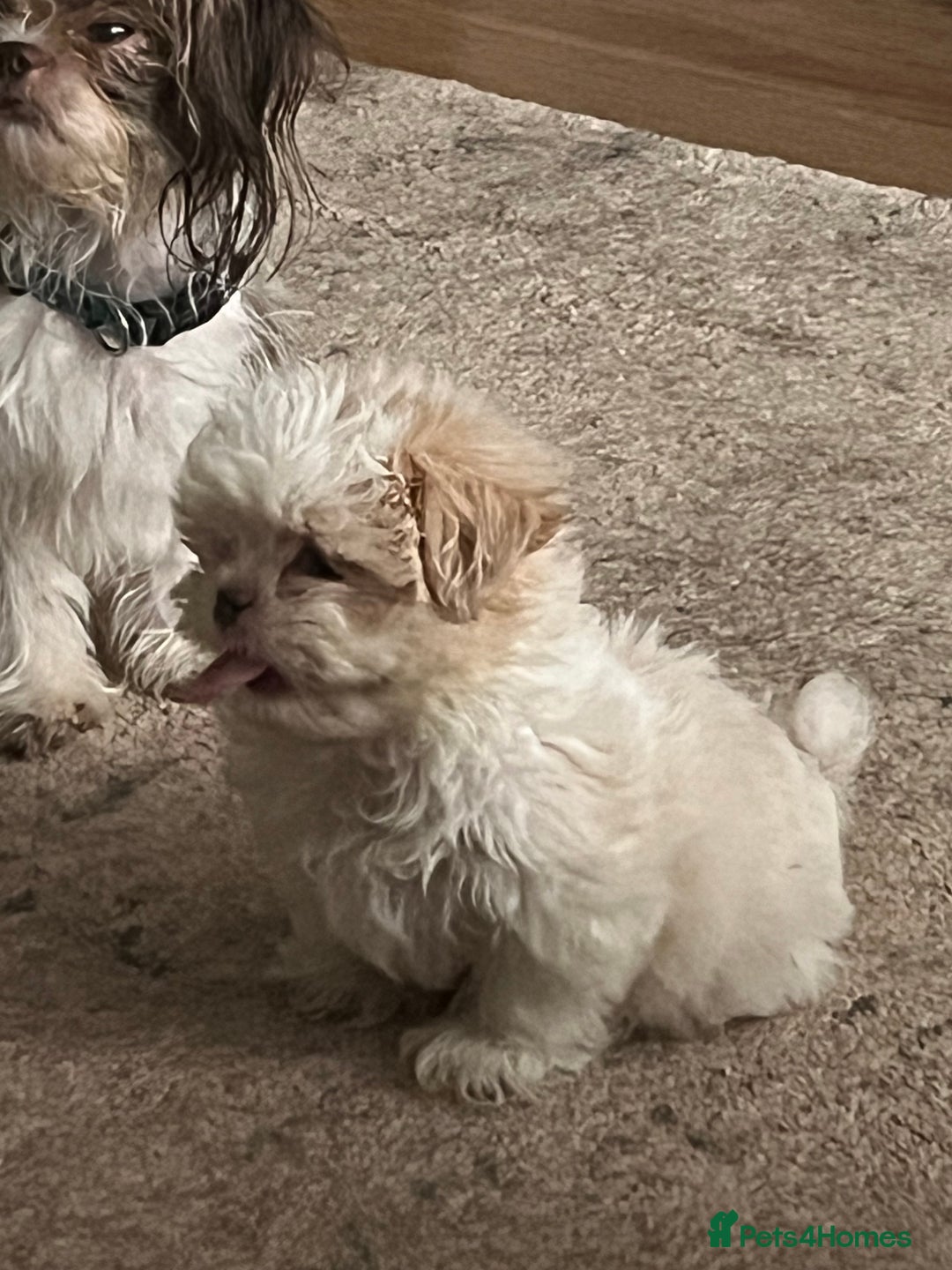 Shih Tzu dogs for sale: Boy Shih tzu - Image 2